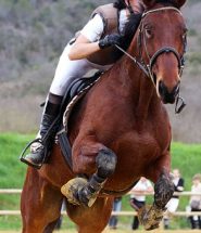 équitation